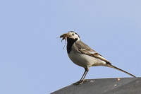 Motacilla alba